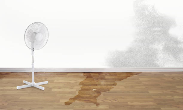 Best Water damage contractors near me  in Brownfields, LA