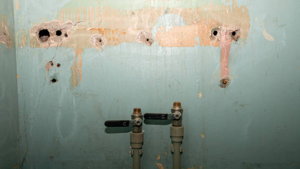 Best Mold removal after water damage  in Brownfields, LA